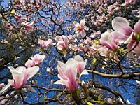 Magnolia en fleur (Photo F. Mrugala) (1)